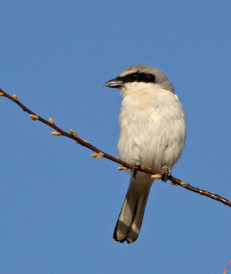 Shrikes