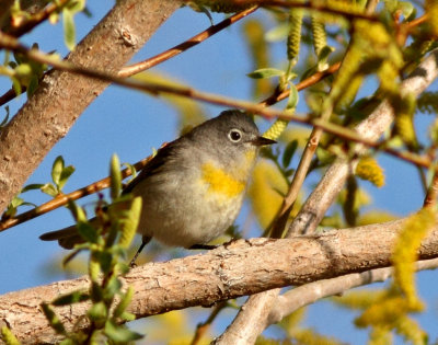 Virginia's Warbler