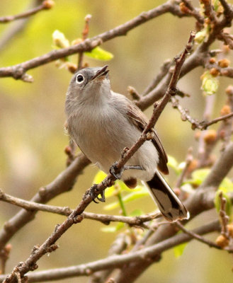 Gnatcatchers and Kinglets