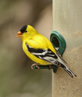 94. American Goldfinch