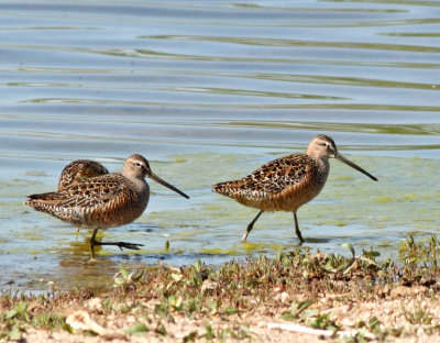 102. Long-billed Dowitcher