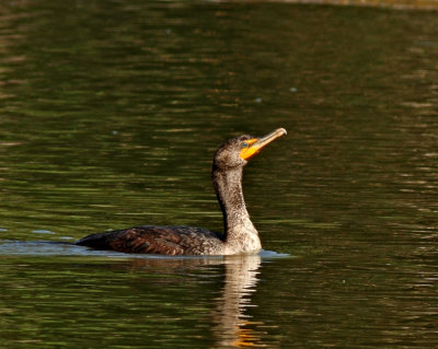Cormorants