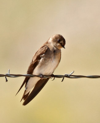 130. Northern Rough-winged Swallow
