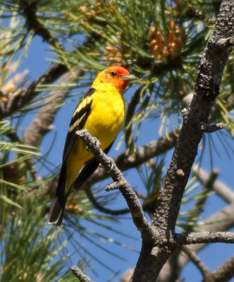 Tanagers