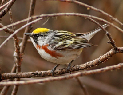 Chestnut-sided Warbler