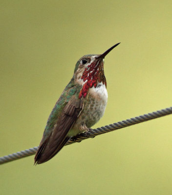 Hummingbirds