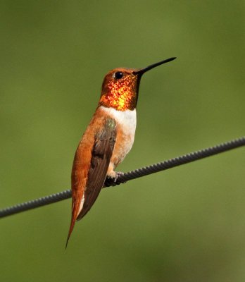 Hummingbirds