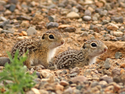 Thirteen-Lined Ground Squirrel