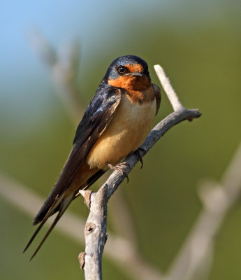153. Barn Swallow