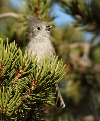 Chickadees and Titmice
