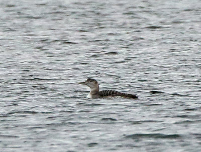 Loons