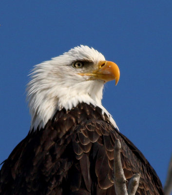 Hawks. Eagles and Falcons