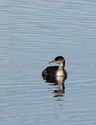 Red-necked Grebe