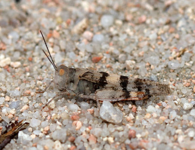 Three-banded Grasshopper