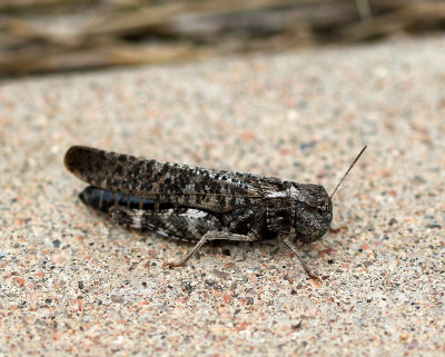 Red-winged Grasshopper