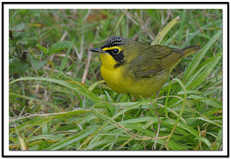 Kentucky Warbler