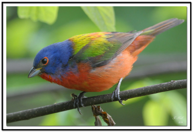 Painted Bunting