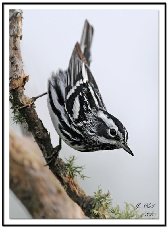 Black & White Warbler