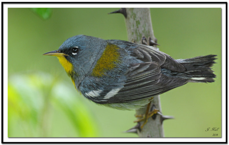 Northern Parula