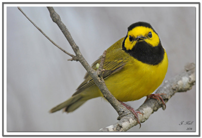 Hooded Warbler