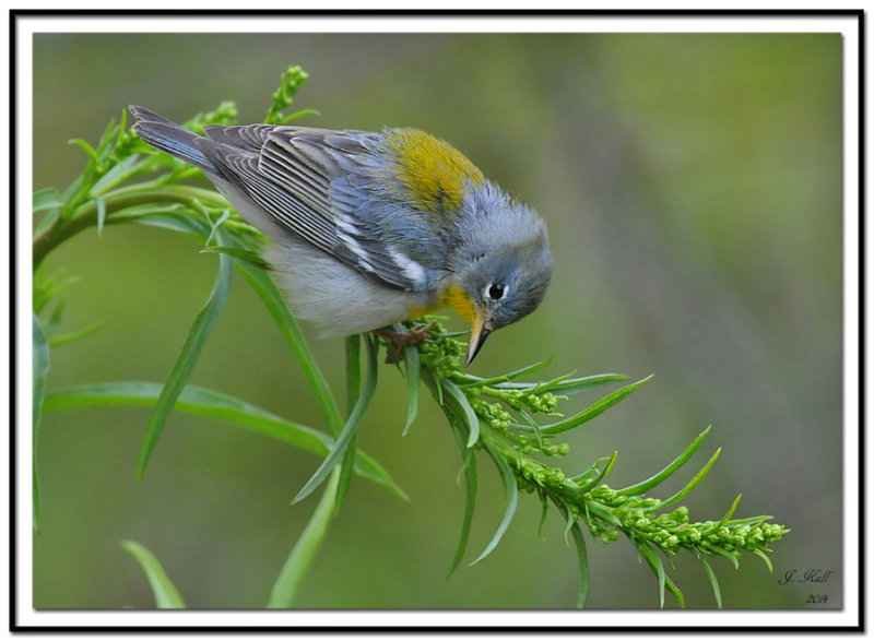 Northern Parula