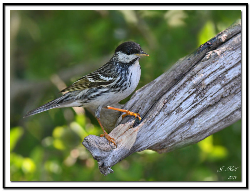 Blackpoll Warbler