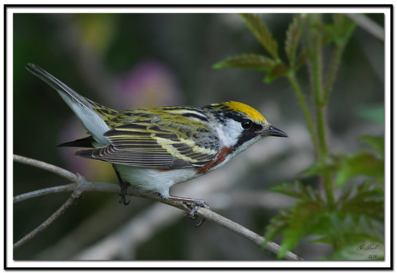 Chestnut-sided Warbler