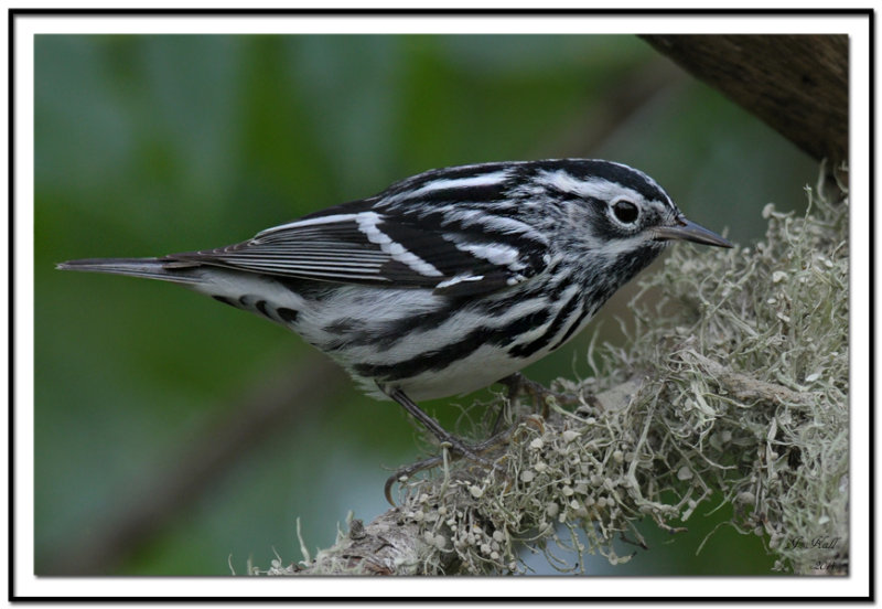 Black and White Warbler