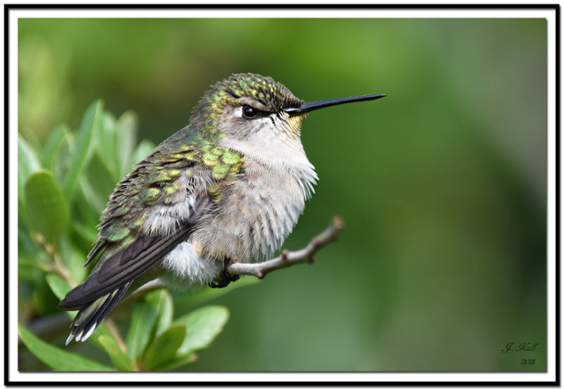 Ruby-Throated Hummingbird