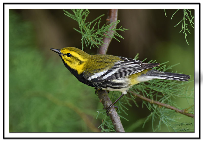 Black-throated Green Warbler