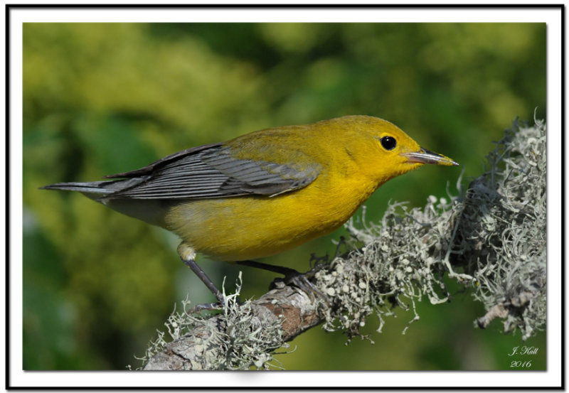 Prothonotary Warbler