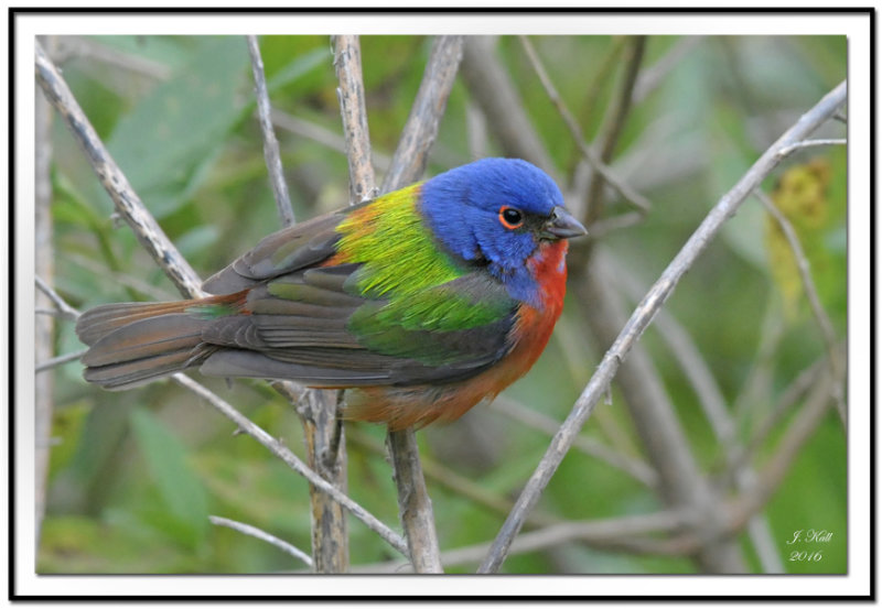 Painted Bunting