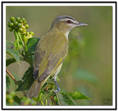 Red-eyed Vireo