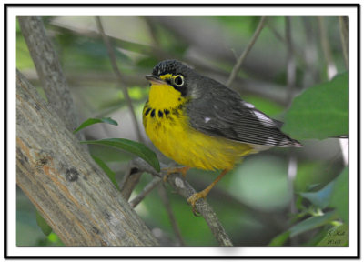 Canada Warbler