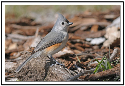 Tufted Titmouse