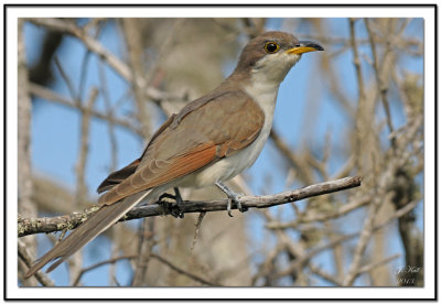 Yellow-billed Cuckoo