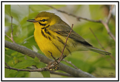 Prairie Warbler