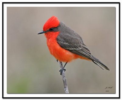 Vermilion Flycatcher