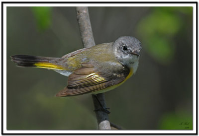 American Redstart