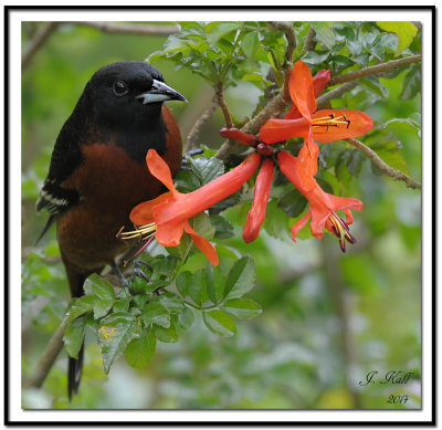 orchard_oriole