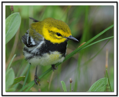 Black-throated Green Warbler