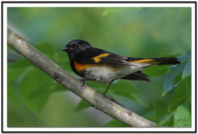 American Redstart