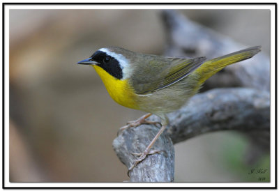 Common Yellow-throat Warbler