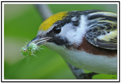 Chestnut-sided Warbler