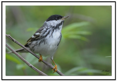 Blackpoll Warbler