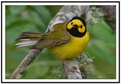 Hooded Warbler