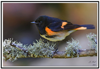 American Redstart