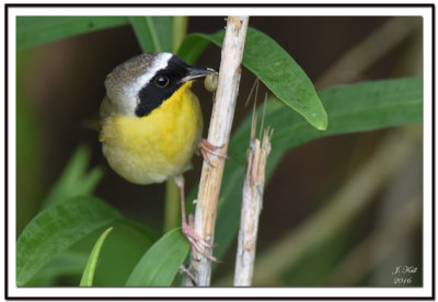 Common Yellowthroat