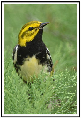 Black-throated Green Warbler