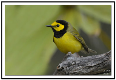 Hooded Warbler